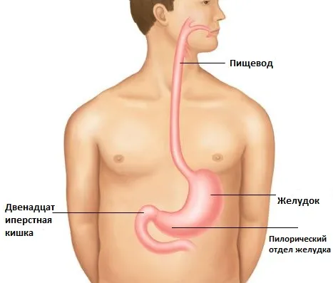 Helicobacter pylori (хелікобактер пілорі) як лікувати хелікобактер у дорослих