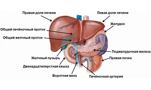 перший по печінці