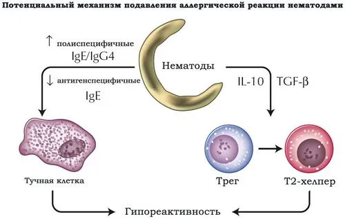 Глисти проти алергії і аутоімунних хвороб? статті