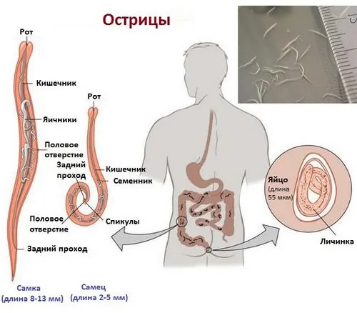 профілактика