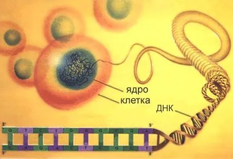 як лікувати уреаплазмоз при годуванні груддю