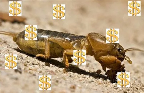 лікування капустянка