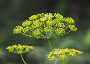 як лікувати сечовий міхур кропом