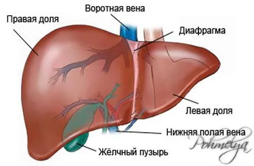 як вилікувати печінку алкоголіка