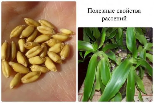 як лікувати жировик на обличчі
