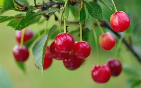 як лікувати короткозорість