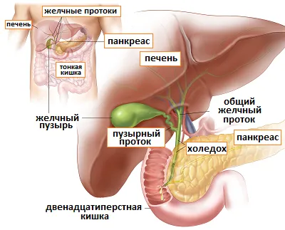 Кора осики від опісторхозу: рецепт кора осика опісторхоз лікування рецепт відгук відвар приймати пити