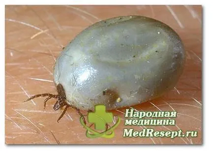 Кліщі у людей коростяний кліщ