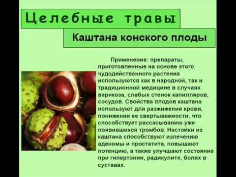 як лікувати варикоз кінським каштаном