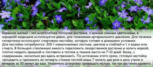лікувати тиск травами
