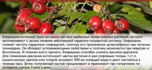 лікувати тиск травами