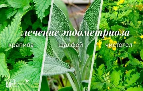 як лікувати ендометріоз народними засобами