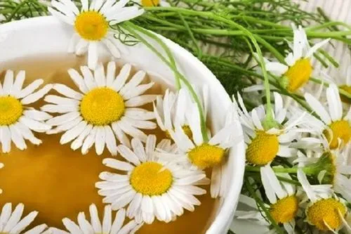 як лікувати геморой лопухом