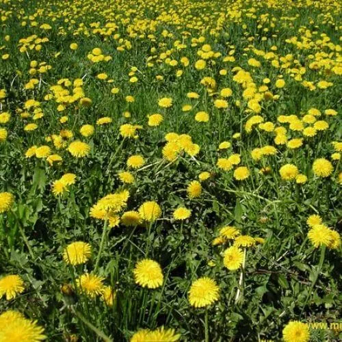 як швидко вилікувати артроз в домашніх умовах