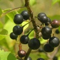 як лікувати діарею травами