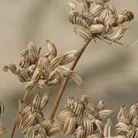 як лікувати діарею травами