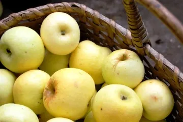 варикоз лікування народними засобами