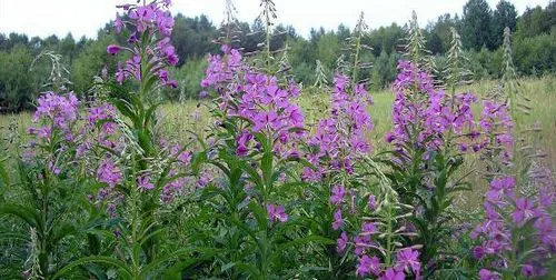 вилікувати псоріаз травами