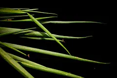 як лікувати мозоль з коренем