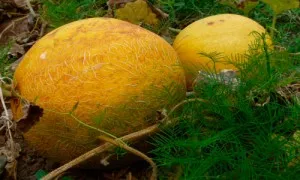 Чи можна отруїтися динею як лікувати отруєння динею