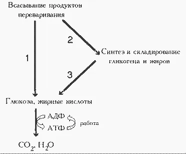 чи можна вилікувати ендометріоз голодуванням