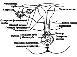 як лікувати папіломи на слизовій