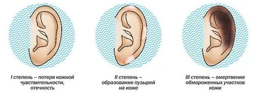вухо