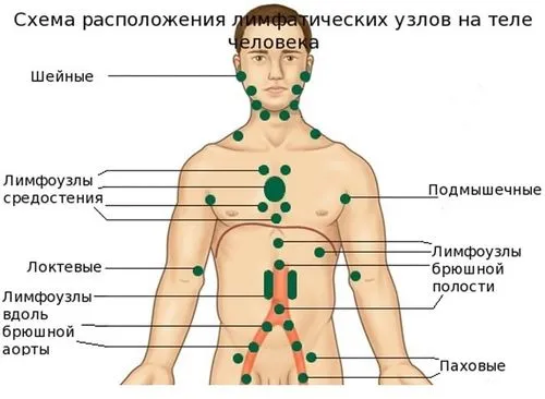 лікування збільшених лімфовузлів