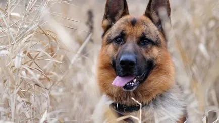 5 Cele mai multe rase de câine rău - în lumea lucrurilor interesante (roci) 5 Cele mai multe rase de câine rău - în lumea interesantă