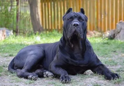 5 Cele mai multe rase de câine rău - în lumea lucrurilor interesante (roci) 5 Cele mai multe rase de câine rău - în lumea interesantă