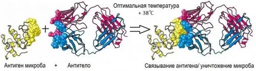 як збити субфебрильна температура