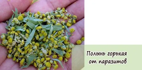 як лікувати глисти полином