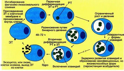 Причини хламідіозу: як передається збудник інфекції чи можна вилікувати хламідіоз трихополом