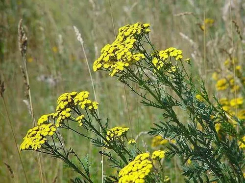 як лікувати глисти пижмой