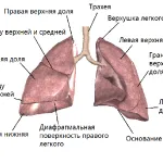 як лікувати спайки легких