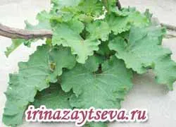 Трава подорожник трава подорожник. лікувальні властивості. протипоказання