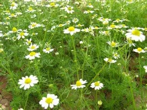 вилікувати гастрит травами
