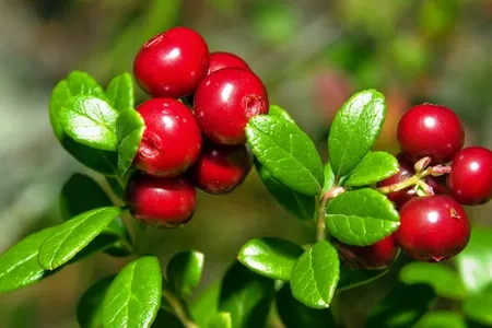 Трави для суглобів як лікувати суглоби травами
