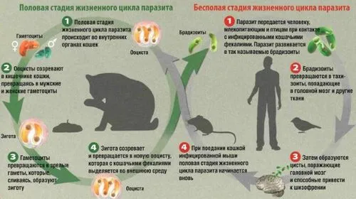 Токсоплазмоз - причини, ознаки та симптоми, лікування ніж лікувати токсоплазмоз у жінок