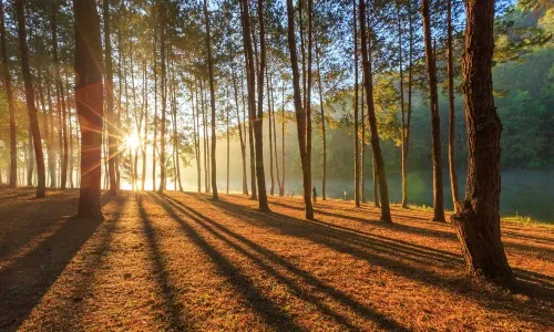 як лікувати туберкульоз будинку