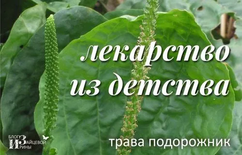 Трава подорожник як лікувати шлунок подорожником