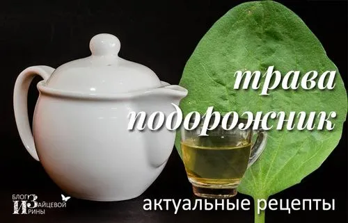 Трава подорожник як лікувати шлунок подорожником