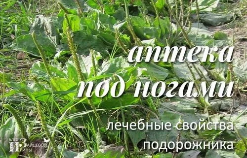 Трава подорожник трава подорожник. лікувальні властивості. протипоказання