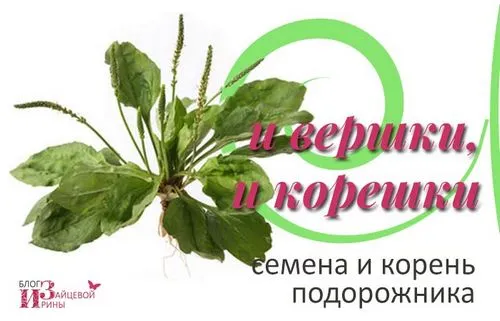 Трава подорожник трава подорожник. лікувальні властивості. протипоказання