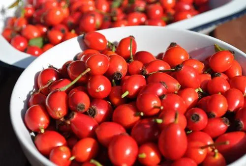 як лікувати виразку шлунка травами
