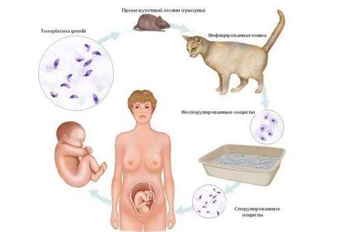 як лікувати токсоплазмоз у дитини