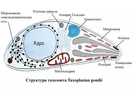 як лікувати токсоплазмоз у дитини