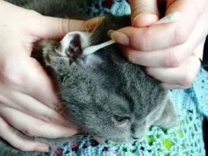 як вилікувати вуха народним методом