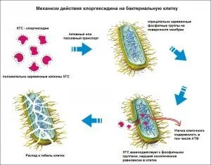 лікувати стоматит хлоргексидином