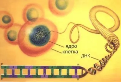 як лікувати уреаплазму у жінок
